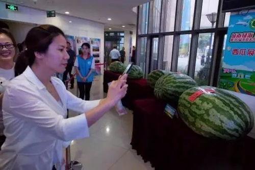 襄城吃瓜群众新闻,最新新闻事件深度解析