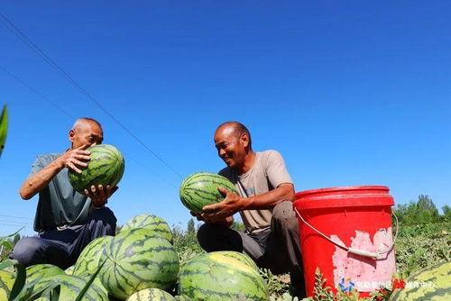 新疆的吃瓜群众是什么,独特地域文化的生动写照