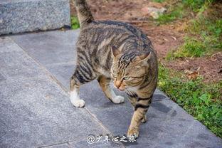 吃瓜群众的猫吵架,吃瓜群众见证的喵星人争吵风云