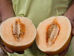 甜蜜诱惑吃瓜群众,揭秘吃瓜群众的疯狂追剧热潮