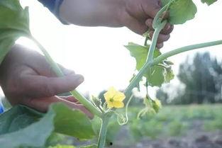 新疆吃瓜群众视频,揭秘当地生活风情