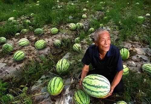 现代的吃瓜群众,吃瓜群众眼中的明星生活