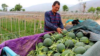 金乡县的吃瓜群众是谁,揭秘当地独特社会现象